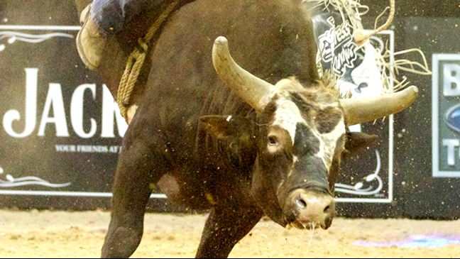 Bushwacker está pronto para defender seu título